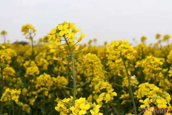 Trakya'da kanola yerini tekrar ayçiçeğe bıraktı - 1