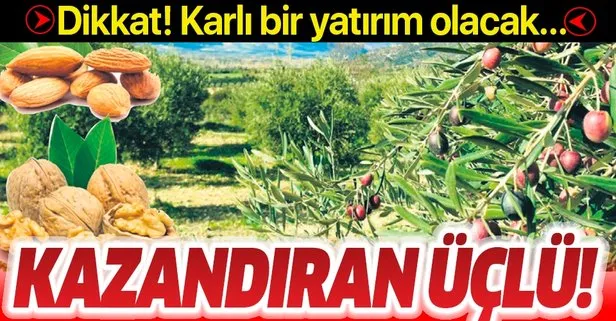 Kazandıran üçlü: Zeytin, ceviz, badem