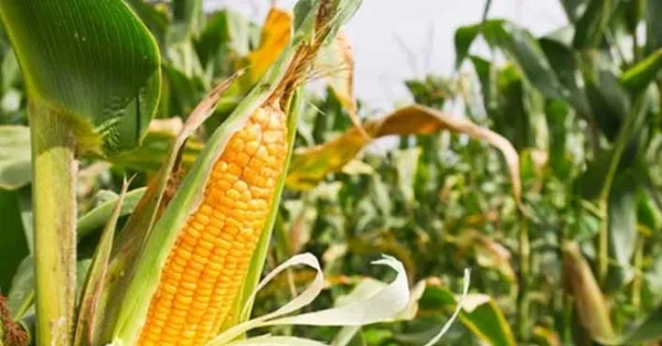 Rüyada mısır tarlası görmek ne anlama gelir? Rüyada mısır tarlası