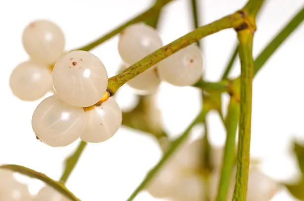 Kansere şifa olan bitki - 1