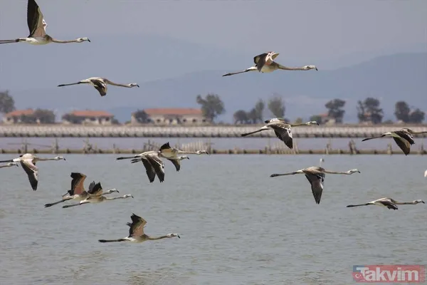 Minik allı turnalar (flamingolar) uçmayı İzmir Kuş Cenneti'ndeki doğal kreşte öğreniyorlar - 12