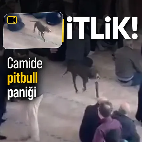 Camide pitbull paniği: O anlar kamerada!