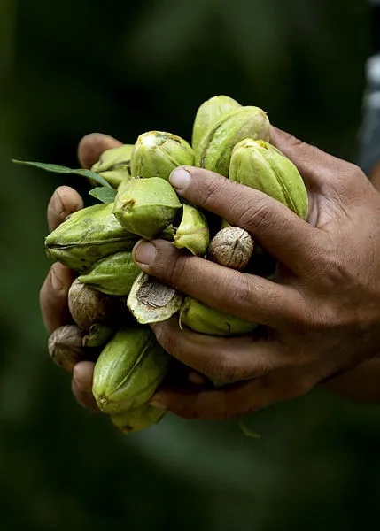 siparisler-akiyor-talebe-yetiremiyor-asil-meslegi-olan-muhendisligi-birakti-parayi-buldu-kabugu-daha-degerli-1603275239884.jpg Kabuğu daha değerli! Talebe yetişemiyor! Gül gibi mesleğini bıraktı ama sonunda parayı buldu!-5