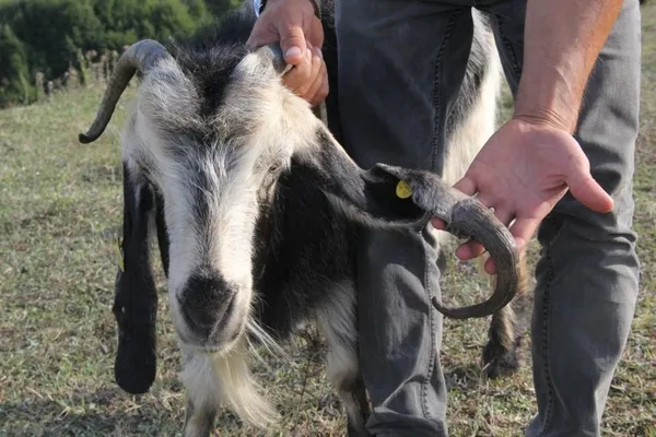 atasozu-gercek-oldu-boynuz-kulagi-gecti-1630916723362.jpg Atasözü gerçek oldu! Boynuz kulağı geçti-3