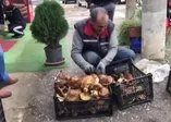 Ayı mantarı köylünün gelir kapısı oldu