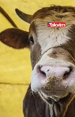 Kurban Bayramı ne zaman 2021? Kurban Bayramı'na kaç gün kaldı? Bayram tatili özel sektör için kaç gün oldu?