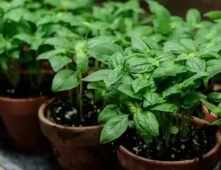 Öksürüğe fesleğen