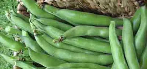 Bakla öksürüğü keser