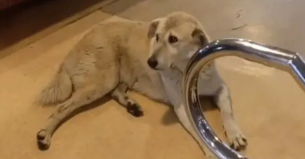 Sokak köpeği vapura binince kaptan seferi iptal etti! İnceleme başlatıldı