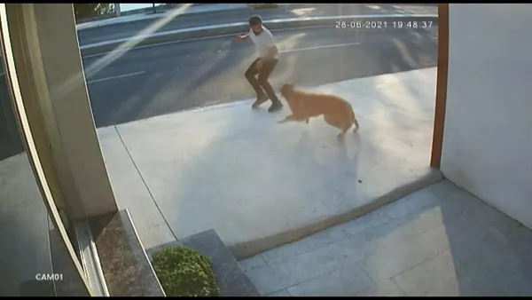 havlayan-kopekten-kacarken-hizla-ilerleyen-kamyon-carpti-1625045839709.jpg Havlayan köpekten kaçarken hızla ilerleyen kamyon çarptı-5