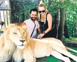 Bir aslan ‘miyav’ dedi