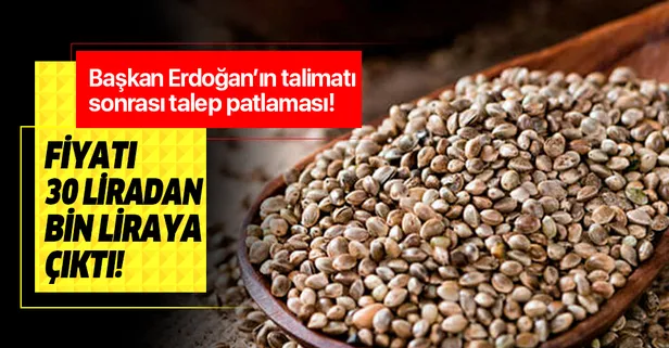 Başkan Erdoğan'nın kenevir talimatının ardından talep patlaması! Fiyatı 30 liradan bin liraya çıktı!