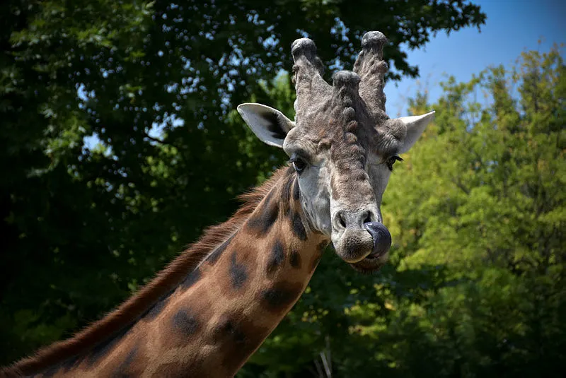 Rüyada zürafa görmek ne anlama gelir? Rüyada zürafa kovaladığını görmek neye işarettir? Rüyada zürafa öldürmek hayırlı mıdır?