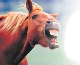 At eti yedireceklerdi