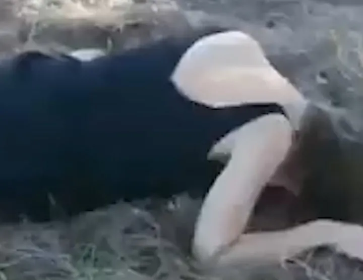 Bu da CHP’li İzmir Büyükşehir Belediyesi’nin kertenkelesi