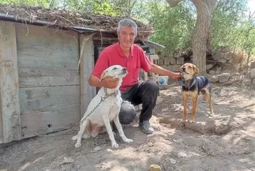 Tek başına 85 köpeğe bakıyor!