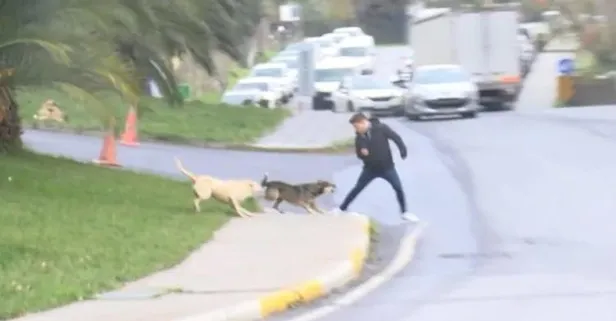 Başıboş köpek sorunu düzenlemesi Meclis'te! Başkan Erdoğan TBMM'deki grup toplantısında açıkladı: "Kimse bize merhamet üzerinden ders vermeye kalkmasın"