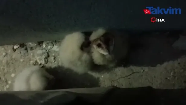 Sakarya’da bir evin çatısından gelen esrarengiz seslerin seslerin sahibi baykuş yavruları çıktı