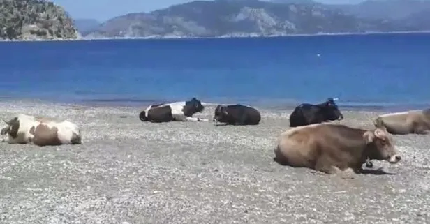Marmaris sahilleri bu sefer ineklerin oldu! Güneşin tadını çıkardılar