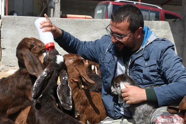 Müteahhitliği bıraktı! Keçi çiftliği kurdu! Süt siparişlerine yetişemiyor - 6