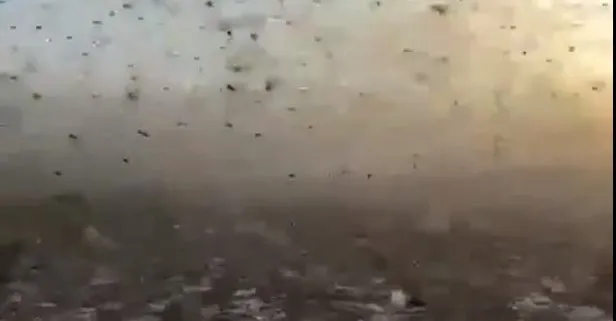 cekirge istilasi olursa ne olur