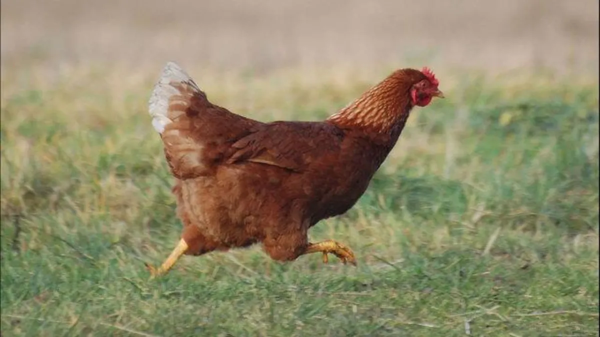 "Bahçeme tavuk girdi" kavgası | Akrabalarına kurşun yağdırdı: 2 ölü, 1 yaralı