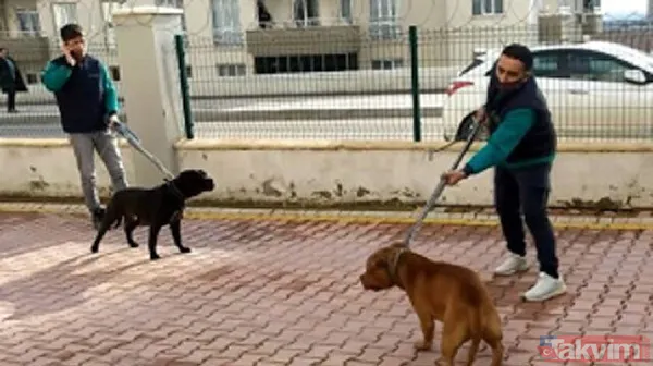 Köpek saldırısından nasıl korunabiliriz? Asiye'ye saldıran pitbull köpekleri gündem olmuştu! Bunları kesinlikle yapmayın - 16