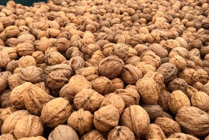 Dişlere ceviz gücü