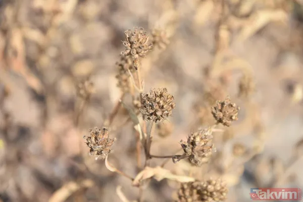 Nadasa bırakacaktı pelemir ekti jet yakıtı üretilecek - 13