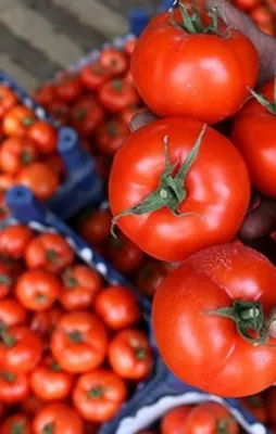 Rusya, Türkiye'den domates ithalat izinini genişletebilir
