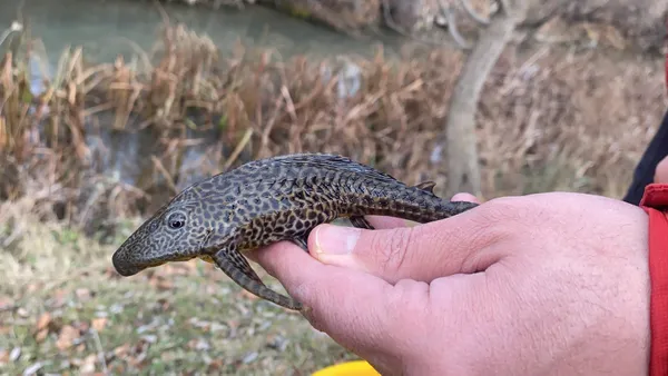 endonezyadan-akvaryum-icerisinde-eskisehire-getirilen-iki-istilaci-balik-turu-karada-yuruyebiliyor-dogal-turlere-zarar-veriyor-1608546491255.jpg Endonezya'dan akvaryum içerisinde Eskişehir'e getirilen iki istilacı balık türü karada yürüyebiliyor doğal türlere zarar veriyor-7