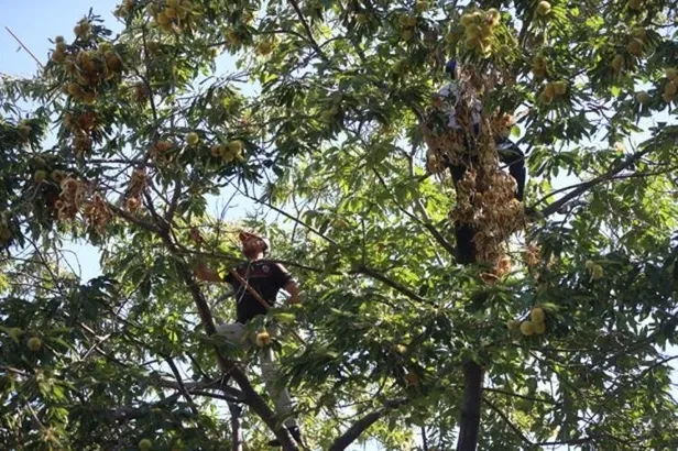 bu-isi-yapmak-her-yigidin-harci-degil-600-tlye-kadar-yevmiyesi-var-gunde-en-az-250-tl-verilecek-1635157765386.jpg Bu işi yapmak her yiğidin harcı değil! 600 TL'ye kadar yevmiyesi var! Günde en az 250 TL verilecek-7