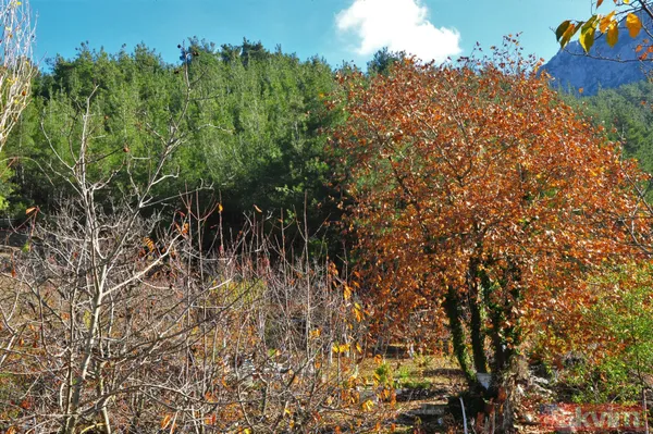 Manisa'da Spil Dağı Milli Parkı'nda muhteşem manzaralar - 14