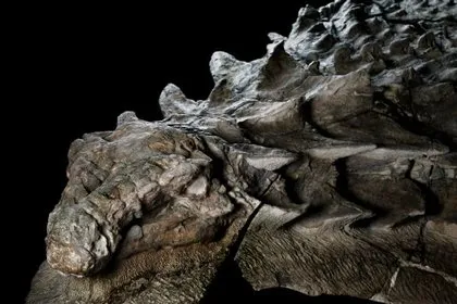 110 milyon yıllık ’ejderha’ bulundu