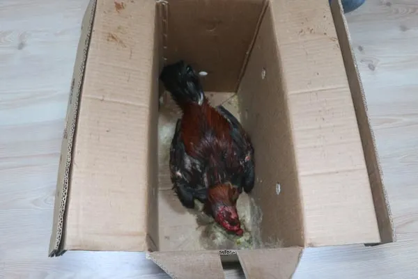 Antalya'da akılalmaz olay-3