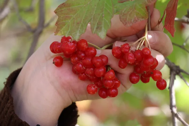 Gilaburu meyvesinin faydaları kanıtlandı (Gilaburu nedir? Gilaburu bitkisi neye yarar?)-2