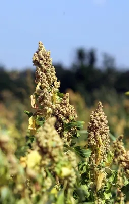 NASA'nın gözdesi kinoa Türkiye'de üretiliyor