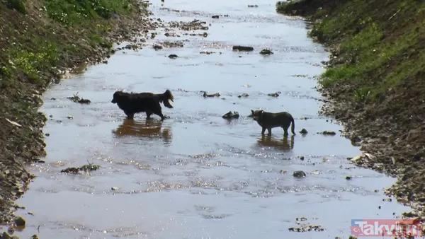 İstanbul'da Başakşehir'den Avcılar'a kadar turuncu akan dere tepki çekti - 19