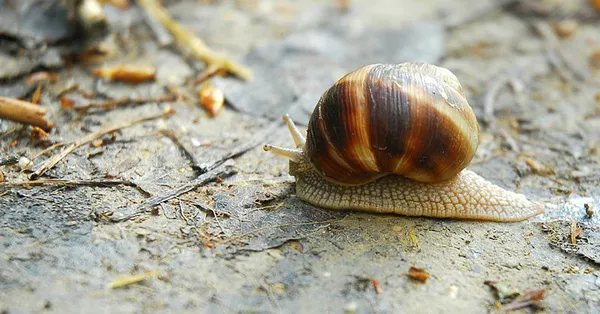 Rüyada salyangoz görmek ne anlama gelir?