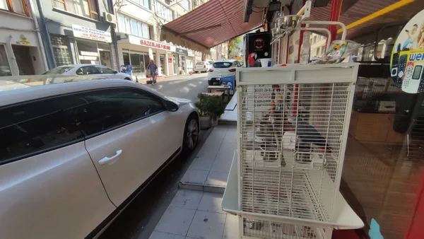 sakaci-papagan-haluk-taklit-hunerleriyle-sokaktan-gecenleri-kandiriyor-1631271367320.jpg Şakacı papağan 'Haluk' taklit hünerleriyle sokaktan geçenleri kandırıyor-3