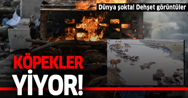 Dünya şokta! Hindistan'da dehşet görüntüler! Koronavirüsten ölenlerin cesetlerini köpekler yiyor!-1