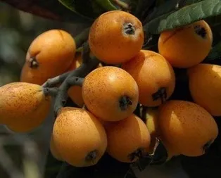 Çiftlerin tercihi Malta eriği