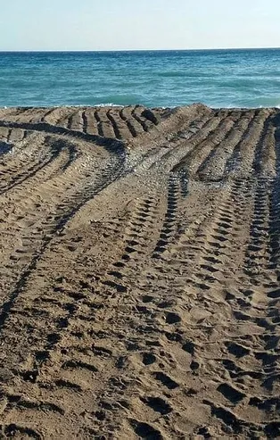 CHP'li Kumluca Belediyesi'nde rezalet! İş makinesi deniz kaplumbağası yuvalarının üzerinden geçti