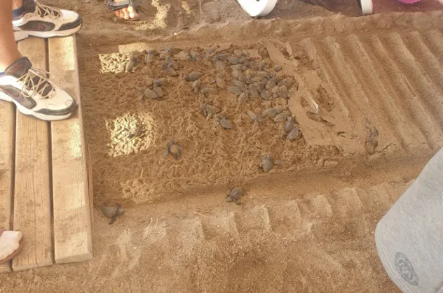 Antalya'da caretta carettaların sahilinde 5 yıldızlı katliam! 3 kurum soruşturma başlattı