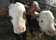 Kurbanlık fiyatları kaç TL? BİM, A101, Migros, Carrefoursa kurbanlık fiyatları belli oldu mu?