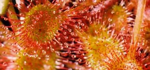 Vereme güneş gülü