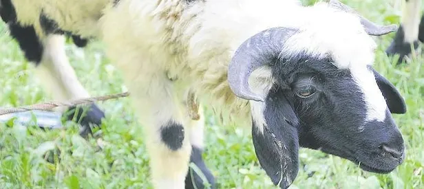 Köpeğin ısırdığı koyunu yiyen ailede kuduz şüphesi