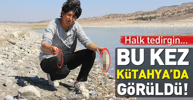 Kütahya'da toplu balık ve kerevit ölümleri tedirginlik yarattı