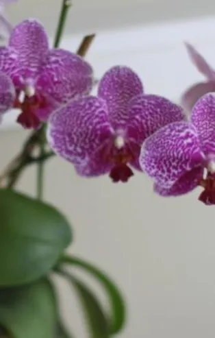 Sevgililere 2 milyon orkide