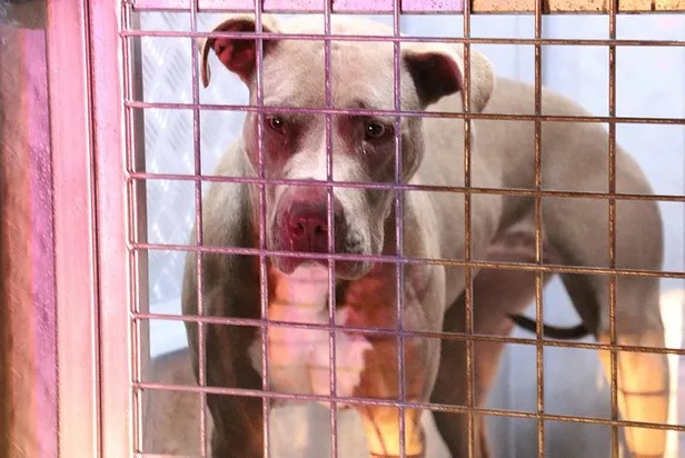 sivasta-pitbull-dehseti-polis-memuru-ve-gece-bekcisi-yaralandi-1631391465010.jpeg Sivas'ta pitbull dehşeti! Polis memuru ve gece bekçisi yaralandı-2